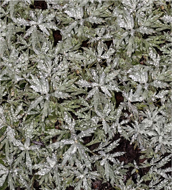 Artemesia 19-4681-3.jpg